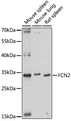 Invitrogen L-Ficolin Polyclonal Antibody 100 &mu;L; Unconjugated:Antibodies,