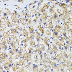 Invitrogen AMOTL2 Polyclonal Antibody 100 &mu;L; Unconjugated:Antibodies,