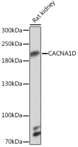 Invitrogen CaV1.3 Polyclonal Antibody 100 &mu;L; Unconjugated:Antibodies,
