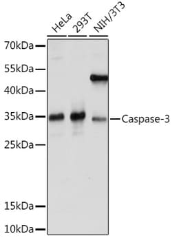 Invitrogen Caspase 3 Polyclonal Antibody 100 &mu;L; Unconjugated:Antibodies,
