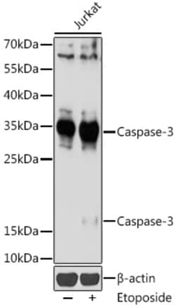 Invitrogen Caspase 3 Polyclonal Antibody 100 &mu;L; Unconjugated:Antibodies,