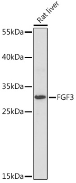 Invitrogen FGF3 Polyclonal Antibody 100 &mu;L; Unconjugated:Antibodies,