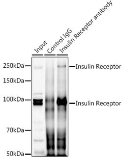 Invitrogen INSR Polyclonal Antibody 100 &mu;L; Unconjugated:Antibodies,