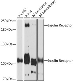 Invitrogen INSR Polyclonal Antibody 100 &mu;L; Unconjugated:Antibodies,