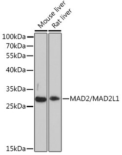 Invitrogen MAD2 Polyclonal Antibody 100 &mu;L; Unconjugated:Antibodies,