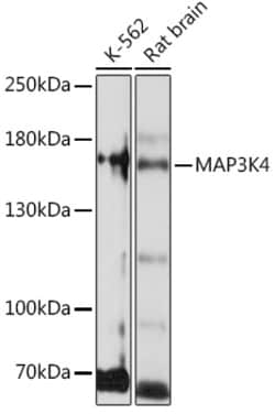 Invitrogen MEKK4 Polyclonal Antibody 100 &mu;L; Unconjugated:Antibodies,