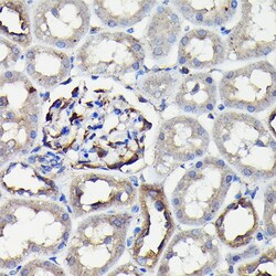 Invitrogen MYH9 Polyclonal Antibody 100 &mu;L; Unconjugated:Antibodies,