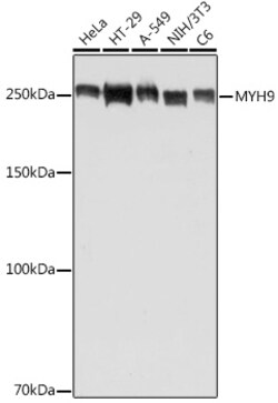 Invitrogen MYH9 Polyclonal Antibody 100 &mu;L; Unconjugated:Antibodies,