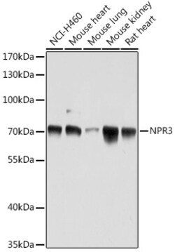 Invitrogen NPR3 Polyclonal Antibody 100 &mu;L; Unconjugated:Antibodies,