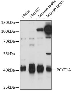 Invitrogen PCYT1A Polyclonal Antibody 100 &mu;L; Unconjugated:Antibodies,