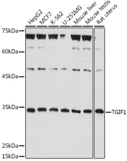 Invitrogen TGIF Polyclonal Antibody 100 μL; Unconjugated:Antibodies,