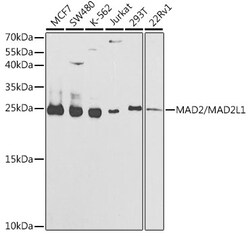 Invitrogen MAD2 Polyclonal Antibody 100 &mu;L; Unconjugated:Antibodies,