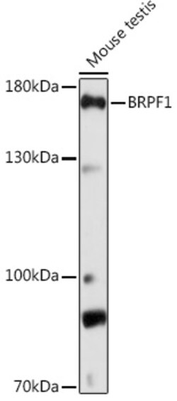 Invitrogen BRPF1 Polyclonal Antibody 100 μL; Unconjugated:Antibodies,