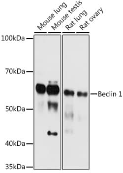 Invitrogen Beclin 1 Polyclonal Antibody 100 &mu;L; Unconjugated:Antibodies,