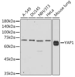 Invitrogen YAP1 Polyclonal Antibody 100 μL; Unconjugated:Antibodies,