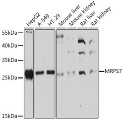 Invitrogen MRPS7 Polyclonal Antibody 100 μL; Unconjugated:Antibodies,