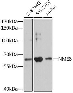 Invitrogen TXNDC3 Polyclonal Antibody 100 &mu;L; Unconjugated:Antibodies,