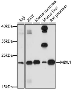 Invitrogen MIXL1 Polyclonal Antibody 100 &mu;L; Unconjugated:Antibodies,