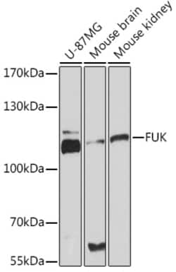 Invitrogen FUK Polyclonal Antibody 100 &mu;L; Unconjugated:Antibodies,