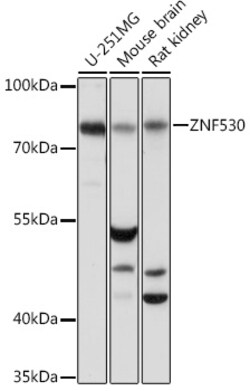 Invitrogen ZNF530 Polyclonal Antibody 100 &mu;L; Unconjugated:Antibodies,
