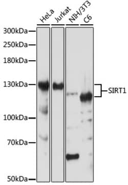 Invitrogen SIRT1 Polyclonal Antibody 100 &mu;L; Unconjugated:Antibodies,