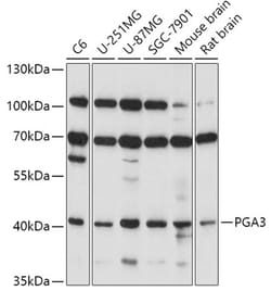 Invitrogen PGA3 Polyclonal Antibody 100 &mu;L | Buy Online | Invitrogen&trade; | Fisher Scientific