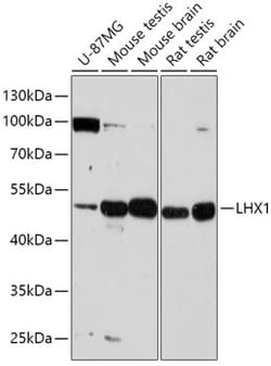 Invitrogen LIM1 Polyclonal Antibody 100 &mu;L; Unconjugated:Antibodies,