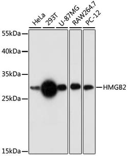 Invitrogen HMGB2 Polyclonal Antibody 100 &mu;L; Unconjugated:Antibodies,