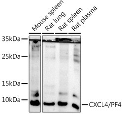 Invitrogen PF4 Polyclonal Antibody 100 &mu;L; Unconjugated:Antibodies,