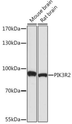 Invitrogen PIK3R2 Polyclonal Antibody 100 &mu;L; Unconjugated:Antibodies,