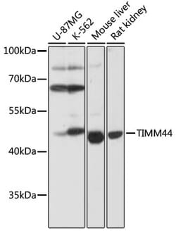 Invitrogen TIMM44 Polyclonal Antibody 100 μL; Unconjugated:Antibodies,