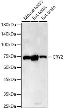 Invitrogen CRY2 Polyclonal Antibody 100 &mu;L; Unconjugated:Antibodies,
