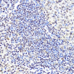 Invitrogen DNMT1 Polyclonal Antibody 100 &mu;L; Unconjugated:Antibodies,