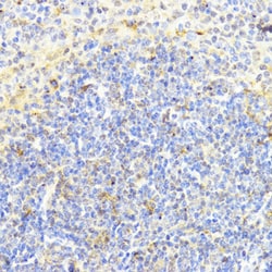 Invitrogen DNMT1 Polyclonal Antibody 100 &mu;L; Unconjugated:Antibodies,