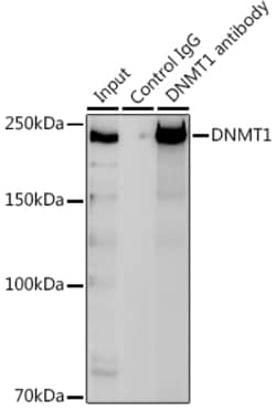 Invitrogen DNMT1 Polyclonal Antibody 100 &mu;L; Unconjugated:Antibodies,