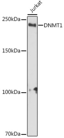 Invitrogen DNMT1 Polyclonal Antibody 100 &mu;L; Unconjugated:Antibodies,