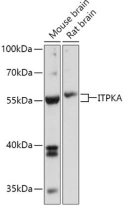 ITPKA Polyclonal Antibody, Invitrogen 100 &mu;L; Unconjugated:Antibodies,