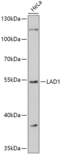 Invitrogen LAD1 Polyclonal Antibody 100 &mu;L; Unconjugated:Antibodies,