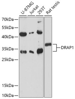Invitrogen DRAP1 Polyclonal Antibody 100 μL; Unconjugated:Antibodies,