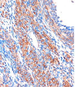 Invitrogen ZPBP Polyclonal Antibody 100 &mu;L; Unconjugated:Antibodies,