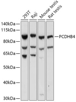 Invitrogen PCDHB4 Polyclonal Antibody 100 &mu;L | Buy Online | Invitrogen&trade; | Fisher Scientific