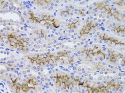Invitrogen GGT1 Polyclonal Antibody 100 &mu;L; Unconjugated:Antibodies,