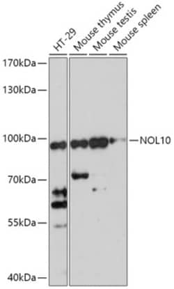 Invitrogen NOL10 Polyclonal Antibody 100 &mu;L | Buy Online | Invitrogen&trade; | Fisher Scientific