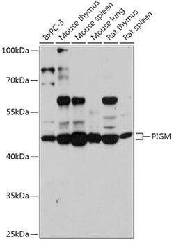 Invitrogen PIGM Polyclonal Antibody 100 &mu;L; Unconjugated:Antibodies,