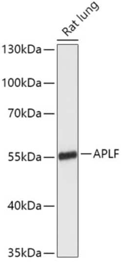 Invitrogen APLF Polyclonal Antibody 100 &mu;L; Unconjugated:Antibodies,