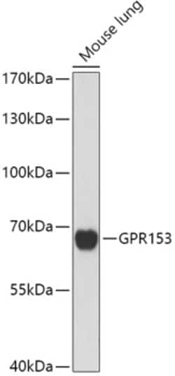 Invitrogen GPR153 Polyclonal Antibody 100 &mu;L; Unconjugated:Antibodies,