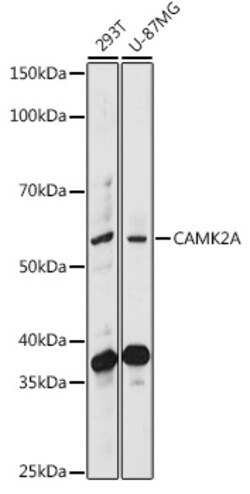 Invitrogen CaMKII alpha Polyclonal Antibody 100 &mu;L | Buy Online | Invitrogen&trade; | Fisher Scientific