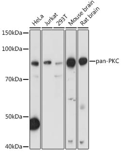 Invitrogen PKC Pan Polyclonal Antibody 100 &mu;L; Unconjugated:Antibodies,