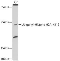Invitrogen H2AK119ub Polyclonal Antibody 100 μL; Unconjugated:Antibodies,