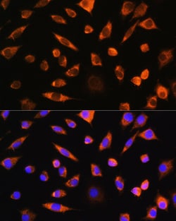 Invitrogen PEBP4 Polyclonal Antibody 100 &mu;L; Unconjugated:Antibodies,